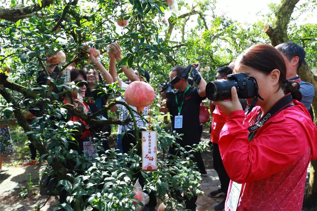 蒙自老树石榴图片大全,云南蒙自宝石石榴