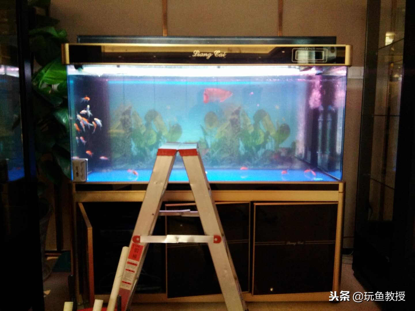 怎么就知道硝化细菌养好了,如何快速养好硝化细菌