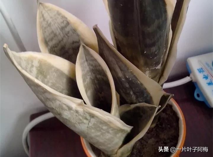 虎皮兰该如何正确养护,虎皮兰叶子发软怎么修剪