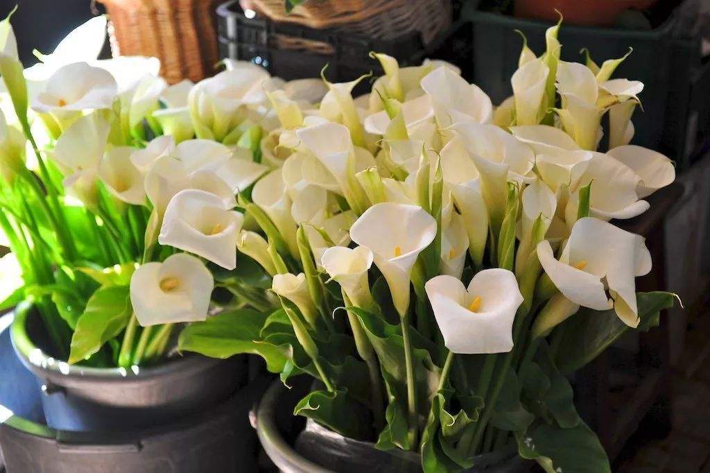 马蹄莲怎样养才能爆花,马蹄莲不开花应该怎么养