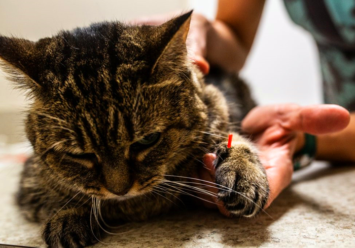 辟谣,猫咪尾巴一直不动很正常?错,不仅反常更有瘫痪风险