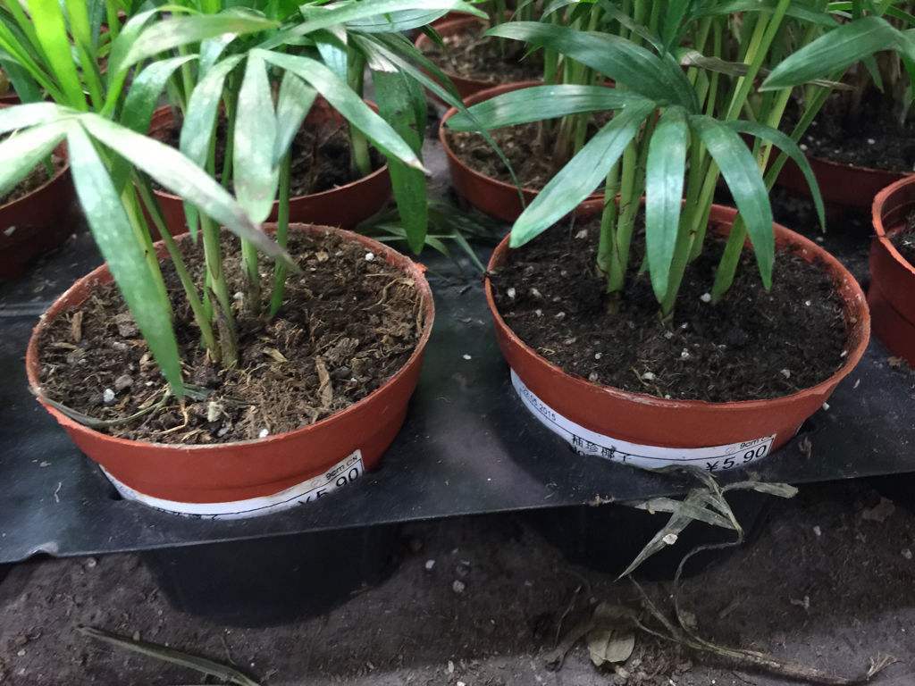 养花技巧大全盆栽,养花浇水方法图解大全