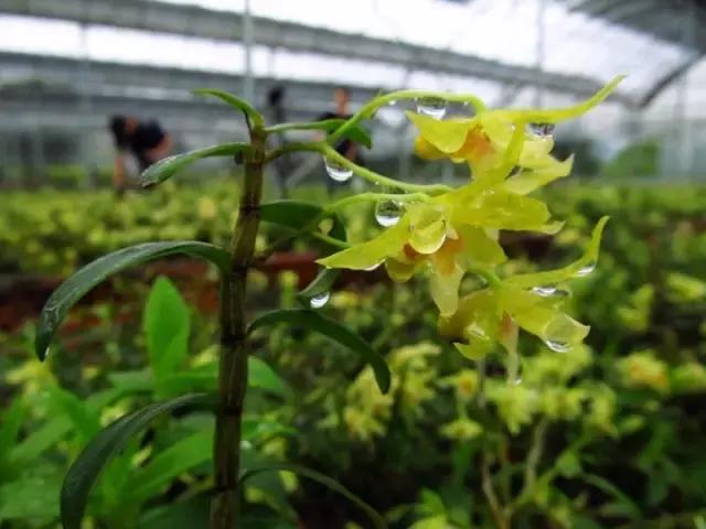 来仙海除了能把照片和记忆带回家，还有这些旅游商品任你挑