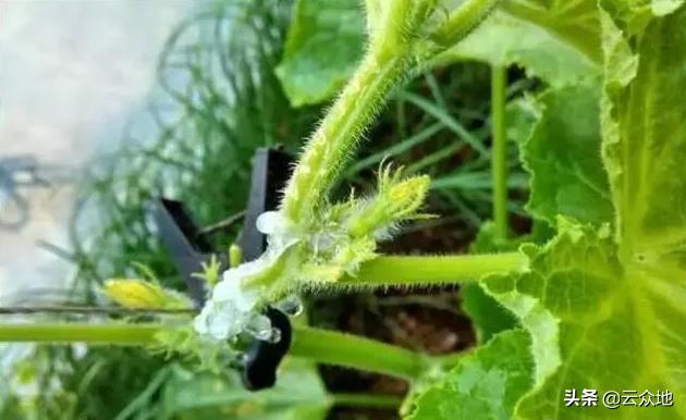 黄瓜流胶病怎么防治,黄瓜流胶病图片及防治办法