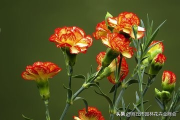 父亲节送什么花最好最合适,父亲节适合送花吗