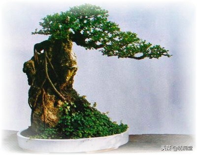 丛林式盆景欣赏,盆景欣赏及制作