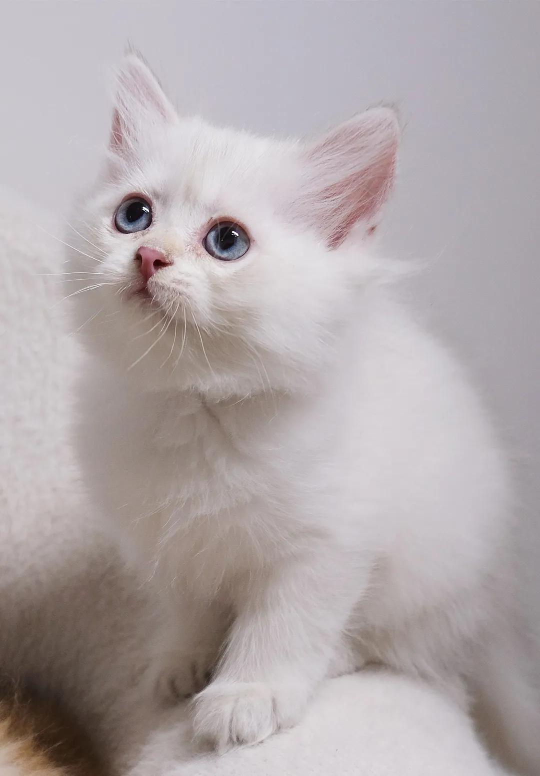 哺乳期的猫咪能不能驱虫,哺乳期的狗狗可以驱虫吗