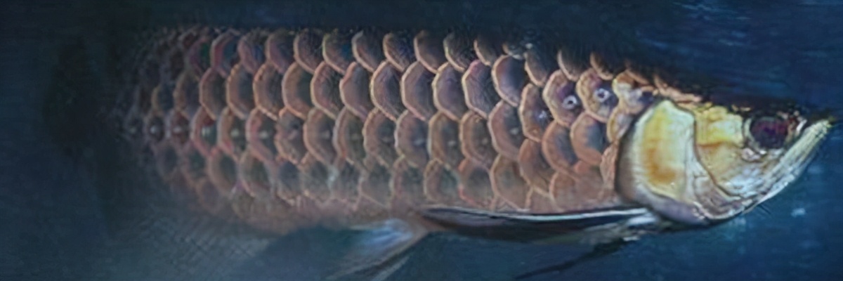 龙鱼肠炎治愈案例,龙鱼肠炎怎么治疗最有效