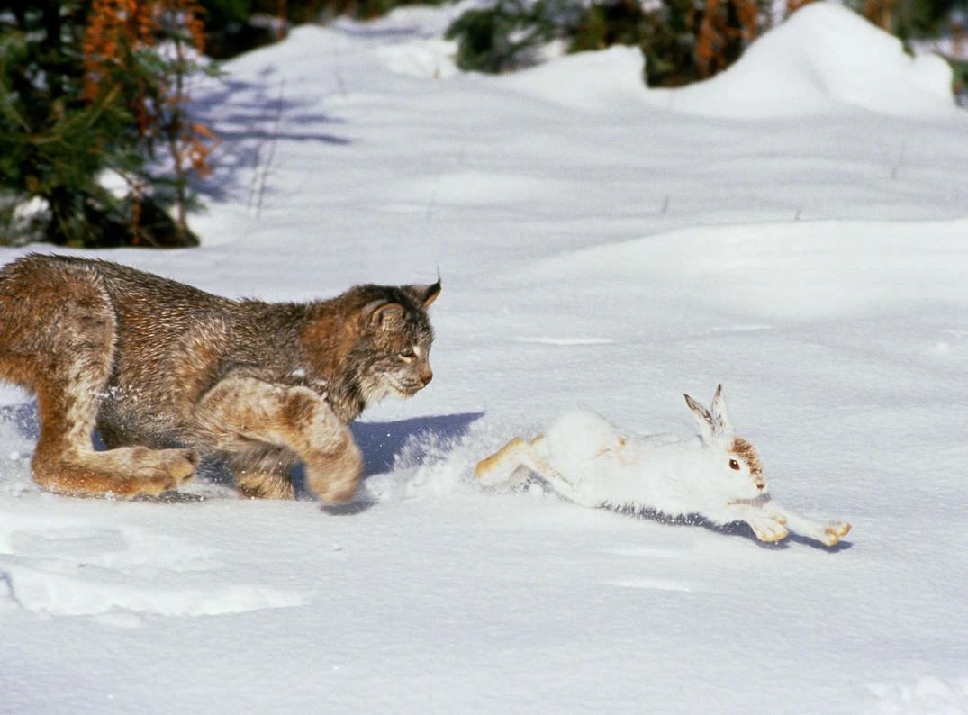 辟谣澳洲动物泛滥,澳洲兔子泛滥成灾2020