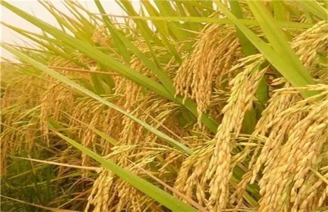 2020农业补贴政策,养殖肉牛补贴政策2020标准