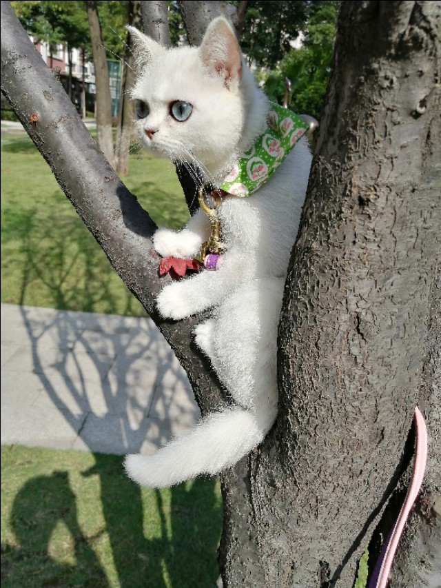 猫咪长猫癣,猫癣治疗过程中范围越来越大