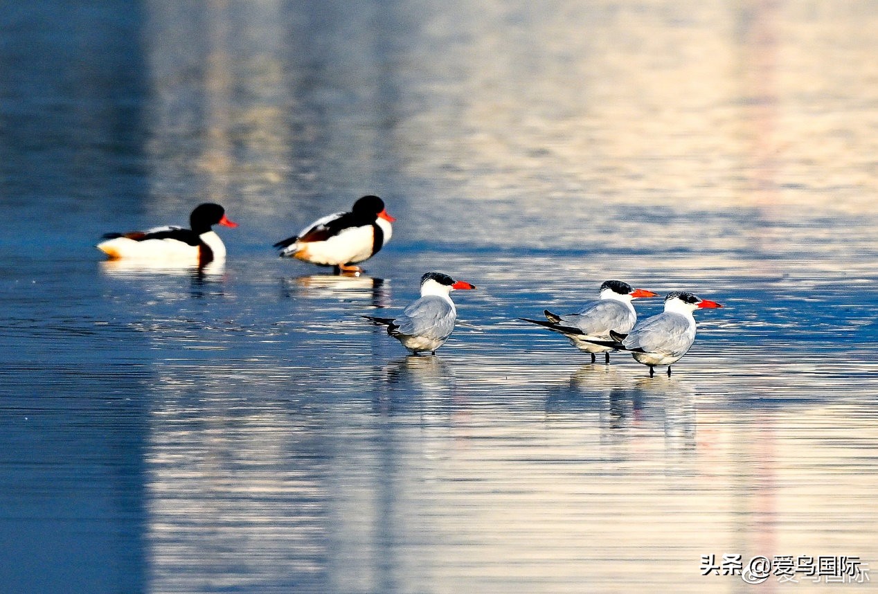 尼康z9有希望更新人像模式吗,尼康z9为什么适合打鸟