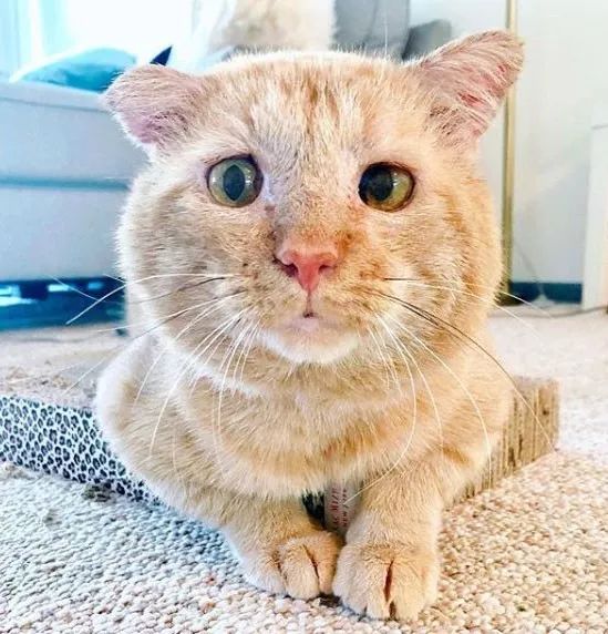 房东不准养猫谁能把猫领养,租房时房东不让养猫然后发了图片