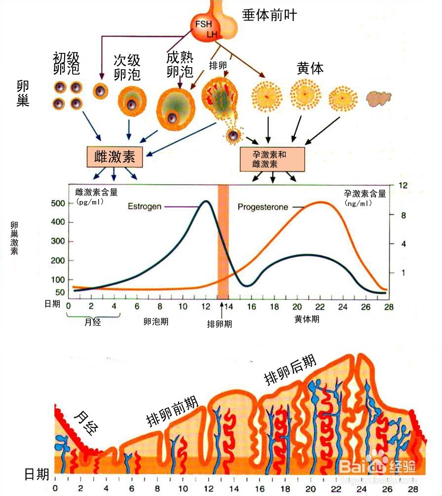 中频治疗仪对妇科的作用,妇科中频脉冲电治疗作用