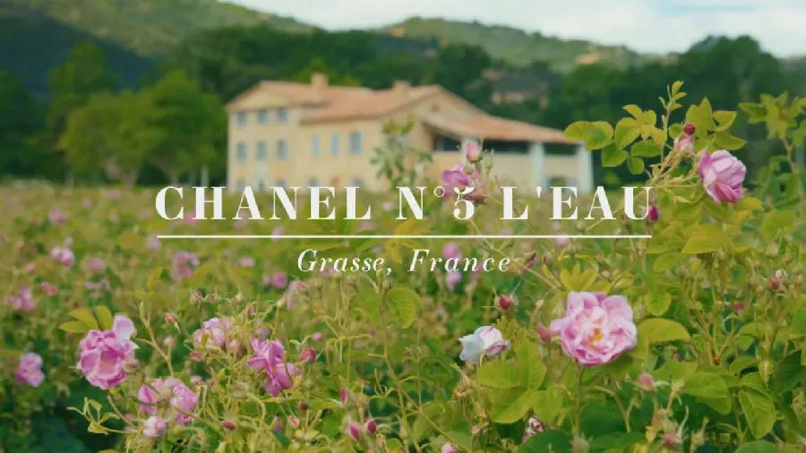 香奈儿香水五号香精官网价,什么牌子的茉莉花食用香精好