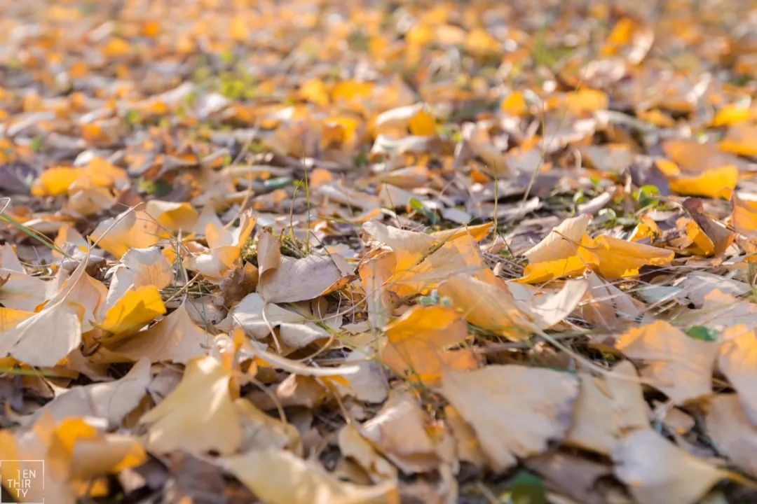 武汉是世界面积最大的一个市,武汉面积最大的小区