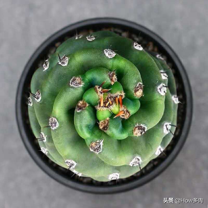 球状螺旋多肉植物,螺旋天伦柱多肉植物图片
