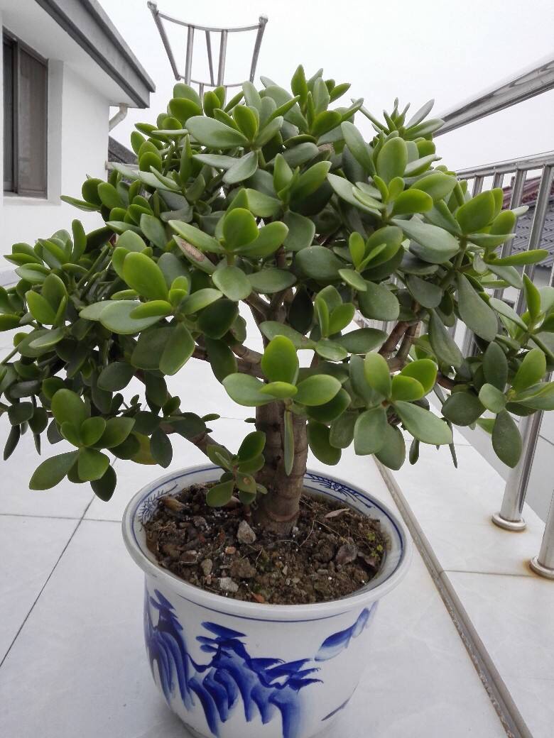 自制万能花肥最简单的方法,怎么样自制花肥方法大全