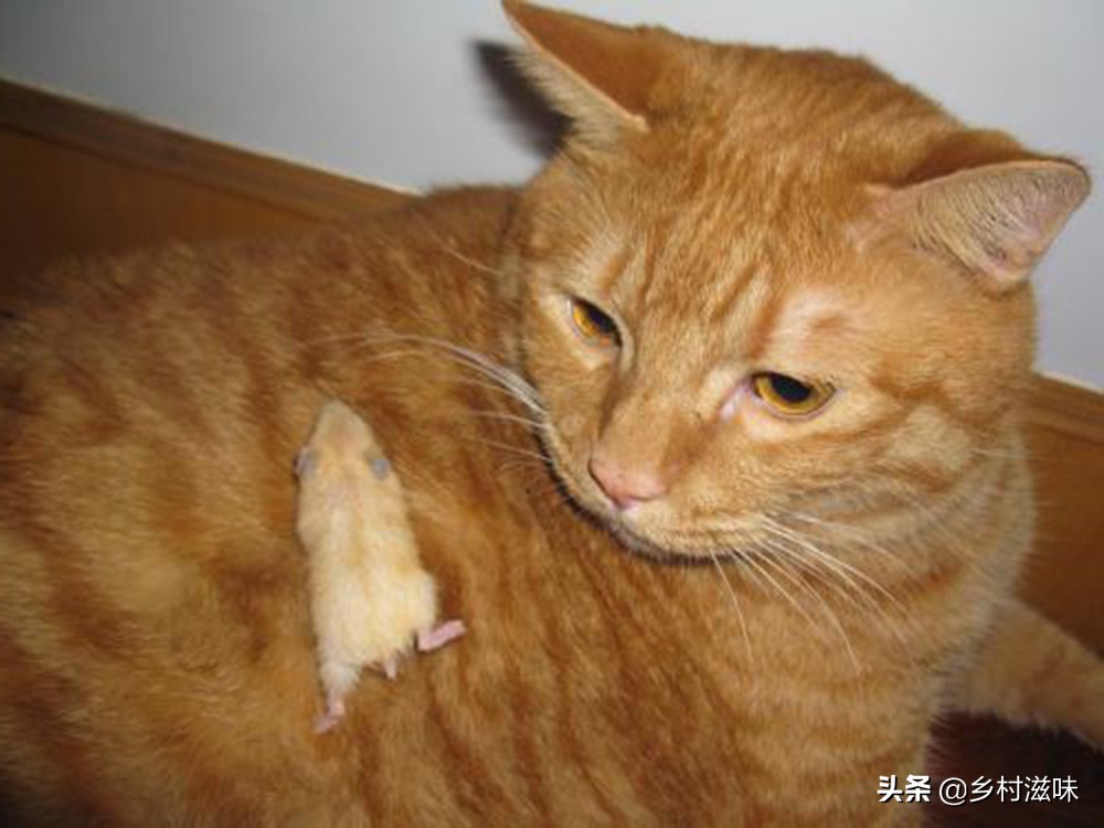 家中五喜指的是什么,五喜来家有财的俗语