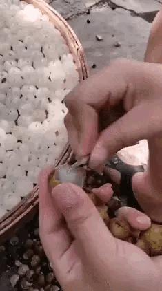 在野外发现甘蔗,在山里发现甘蔗