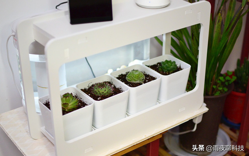 LED种植机体验：黑科技光谱养花，家里的多肉有救了