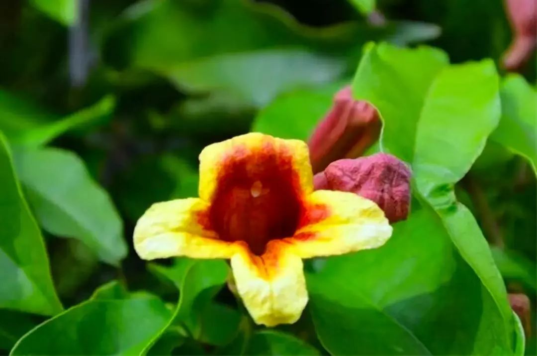 10种适合秋天移种的爬藤花，养1年就能爬满墙