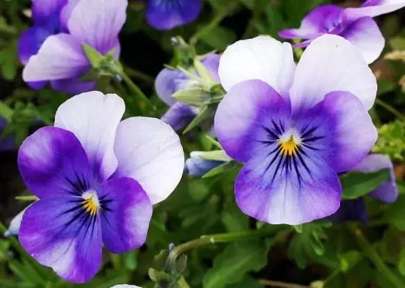 三色堇鬼脸花,三色堇为什么叫鬼脸花