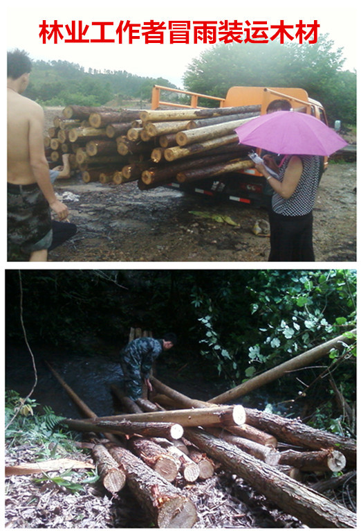 林业礼赞——世界最后一滴水将是人类的眼泪吗