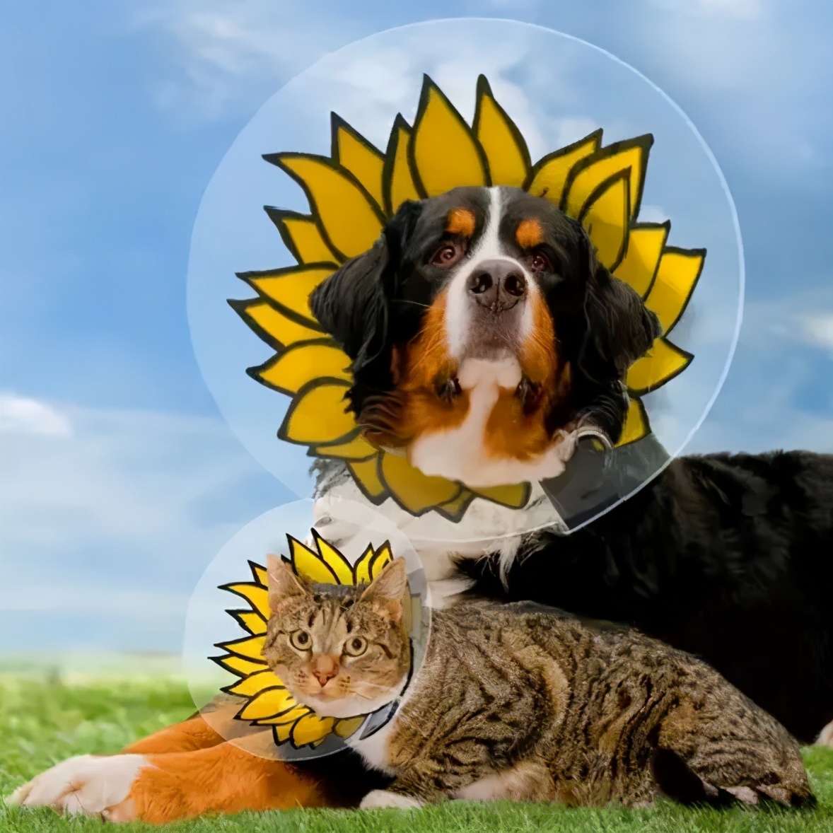 给猫戴上脖圈之后很低落,为什么给猫戴上猫圈就安静了