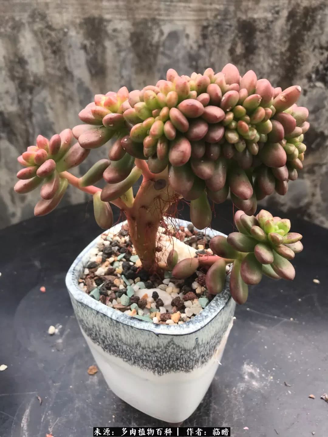 多肉带给我的感情,多肉给人们带什么作用