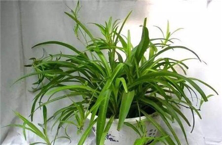 家中摆放绿植有学问，注意“5点”，漂亮长势好，净化空气又旺宅