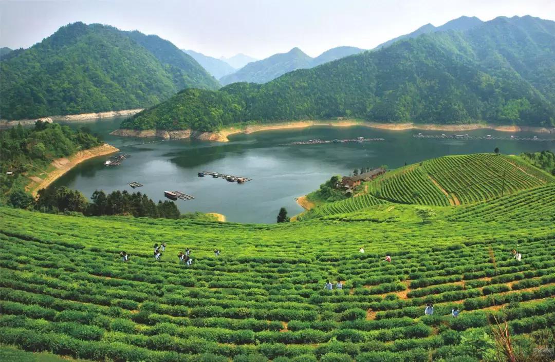 安化黑茶是哪年出现的问题,安化黑茶现状