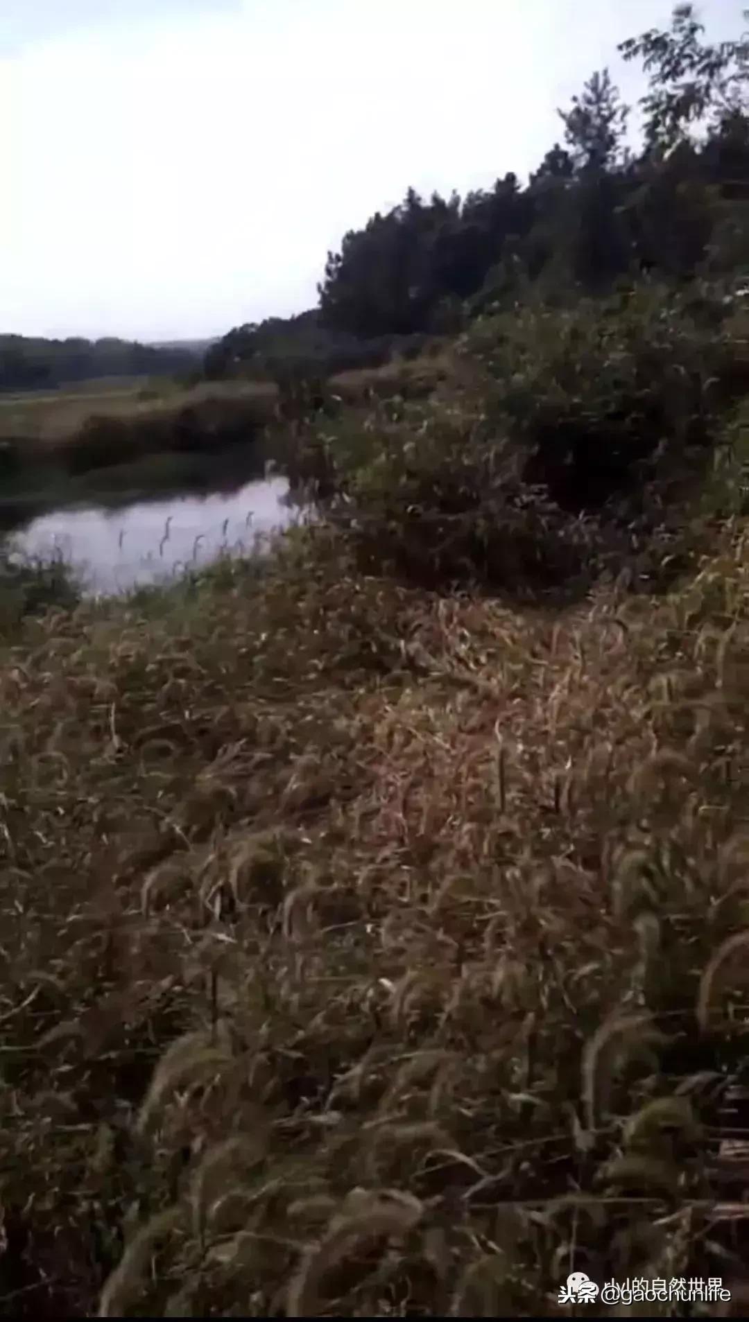 草龟难养,养草龟笔记