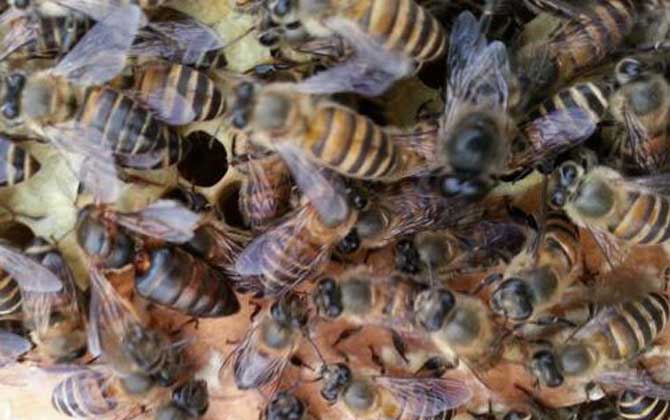 空蜂箱怎么引来中蜜蜂,如何引来蜜蜂授粉