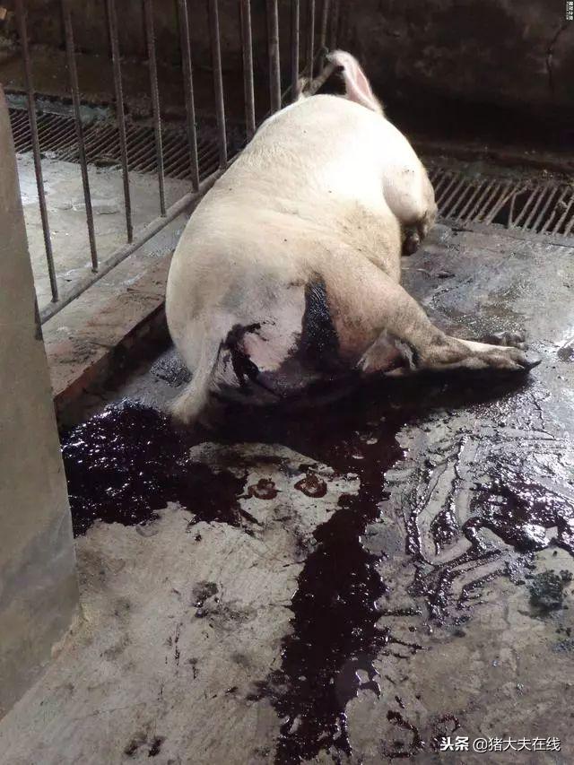 猪发生血痢原因,猪场出现猪连续死亡怎么办