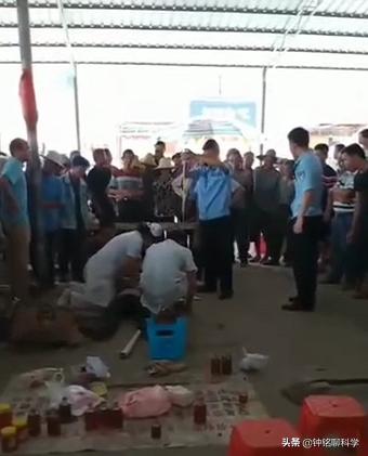 男子被蛇咬了毒蛇却奄奄一息,被毒蛇咬伤用什么蛇药