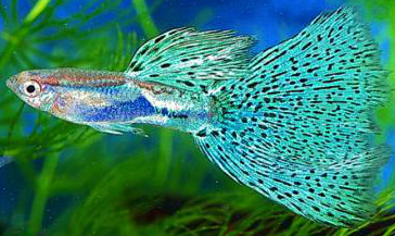 孔雀鱼不换水怎样防止烧尾,热带鱼孔雀为什么总死