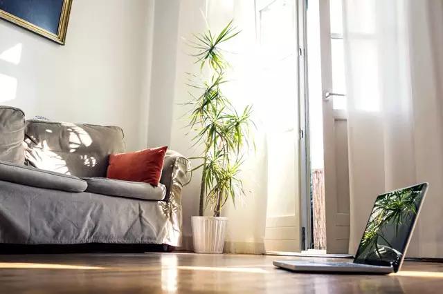 家里种的植物需要经常上线除虫吗,室内虫害最怕什么植物