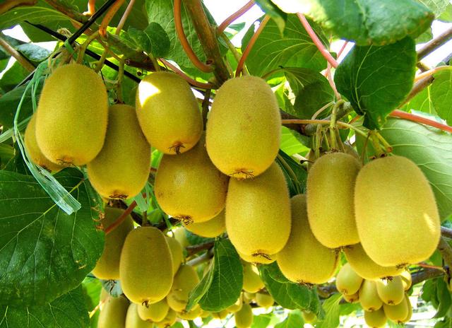 氯吡脲的膨果技术,氯吡脲用量过大会落果吗