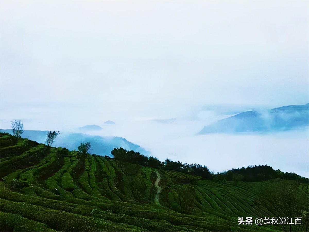 江西武陵红茶,江西最好的红茶