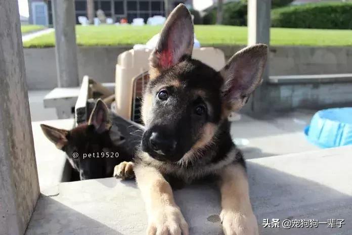 为什么狗歪着头,狗歪着头跑