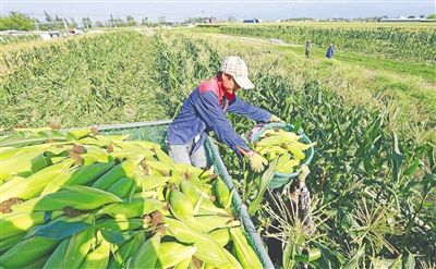 东方：产业协同发展沃土宜居宜业宜游新城