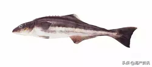 科普海洋鱼类知识儿童,海洋鱼类科普大全图解