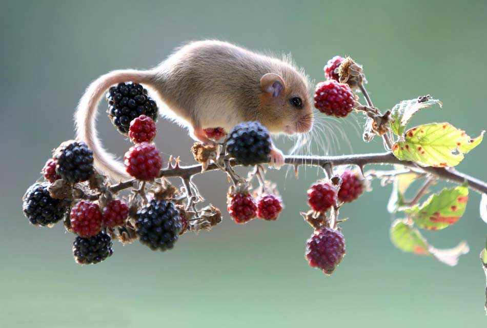 大梦谁先觉，平生我自知，冬眠睡足足，醒来吃吃吃：睡鼠