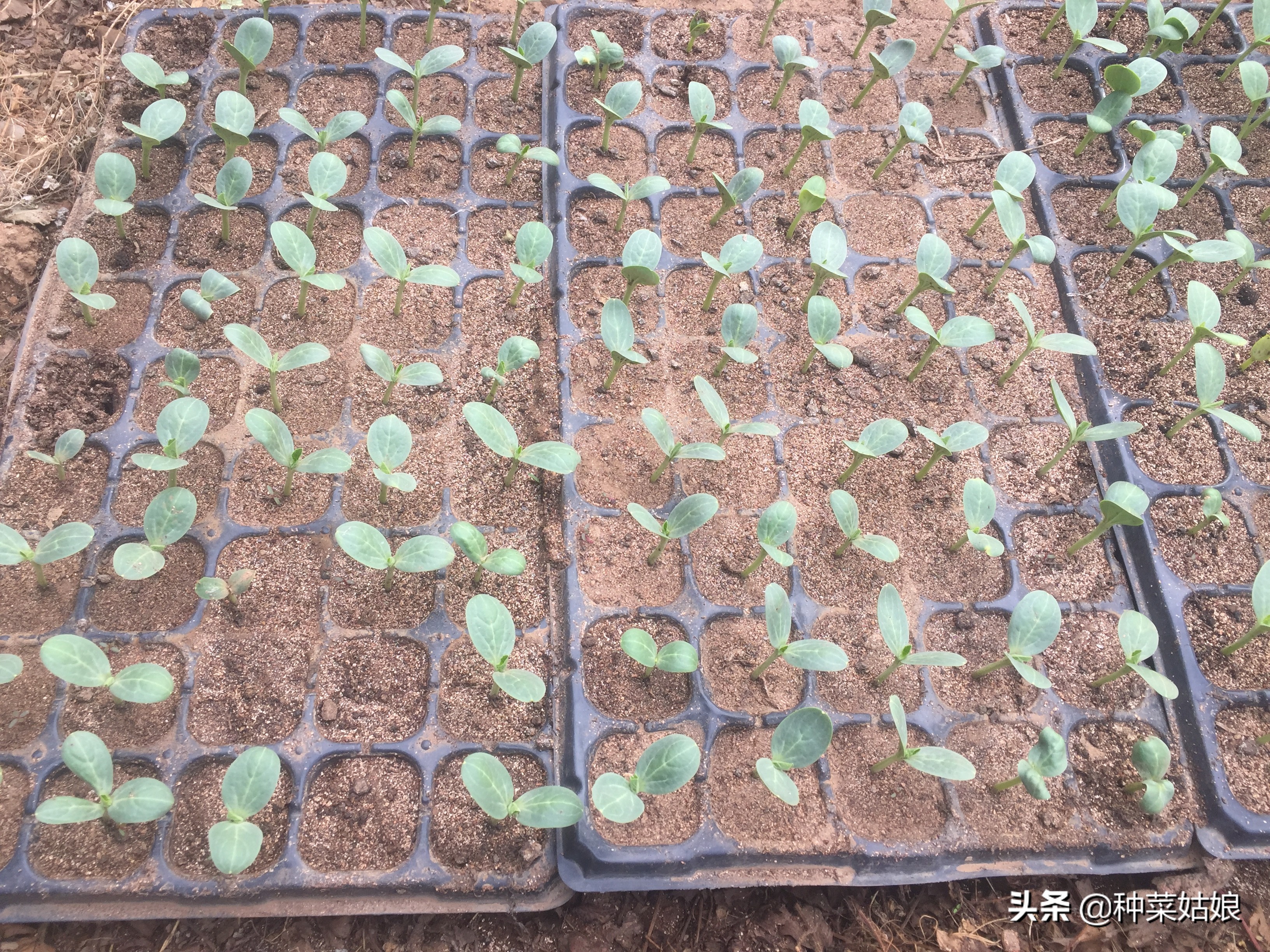 育苗菜怎么避免徒长,蔬菜徒长的最佳方法