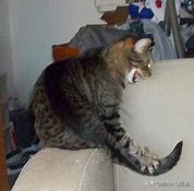 猫咪感觉过敏|又叫皮肤抽搐综合征,一旦发现,需要尽快处理