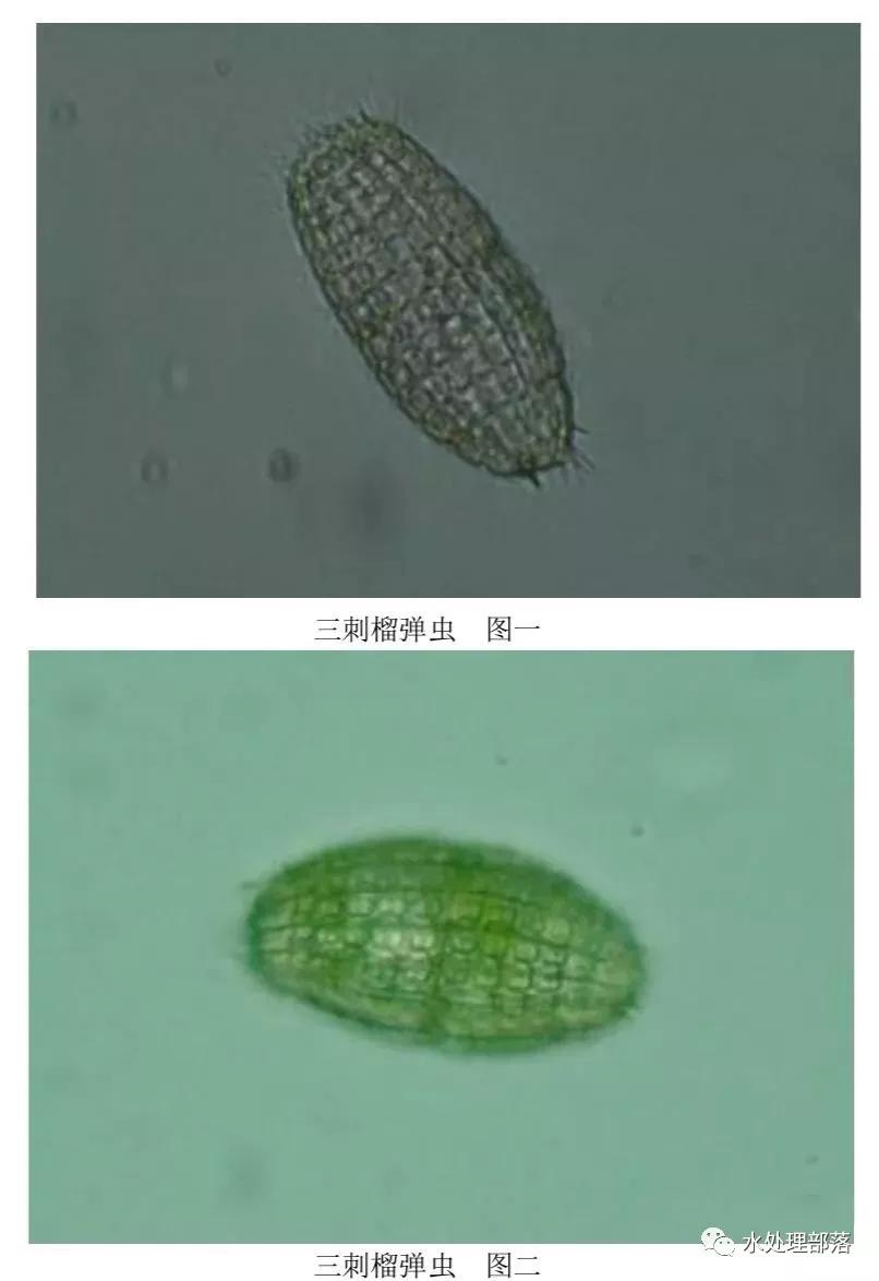 高清丨污水处理微生物图谱
