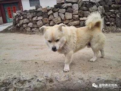 农村土狗半夜狗吠不停有什么方法,为什么土狗一见陌生人就会狂吠