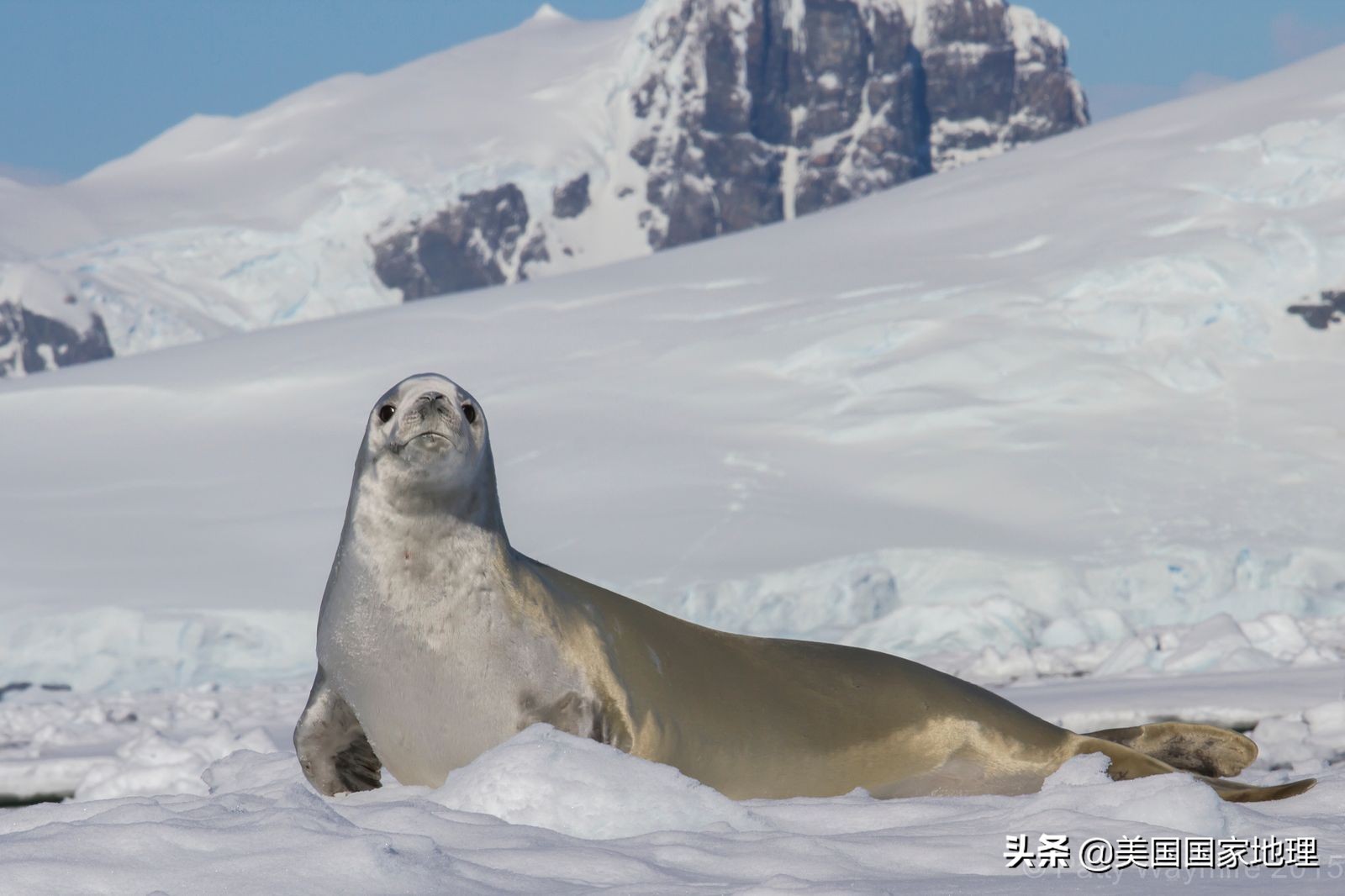 你见过的海豹都这么逗吗？！