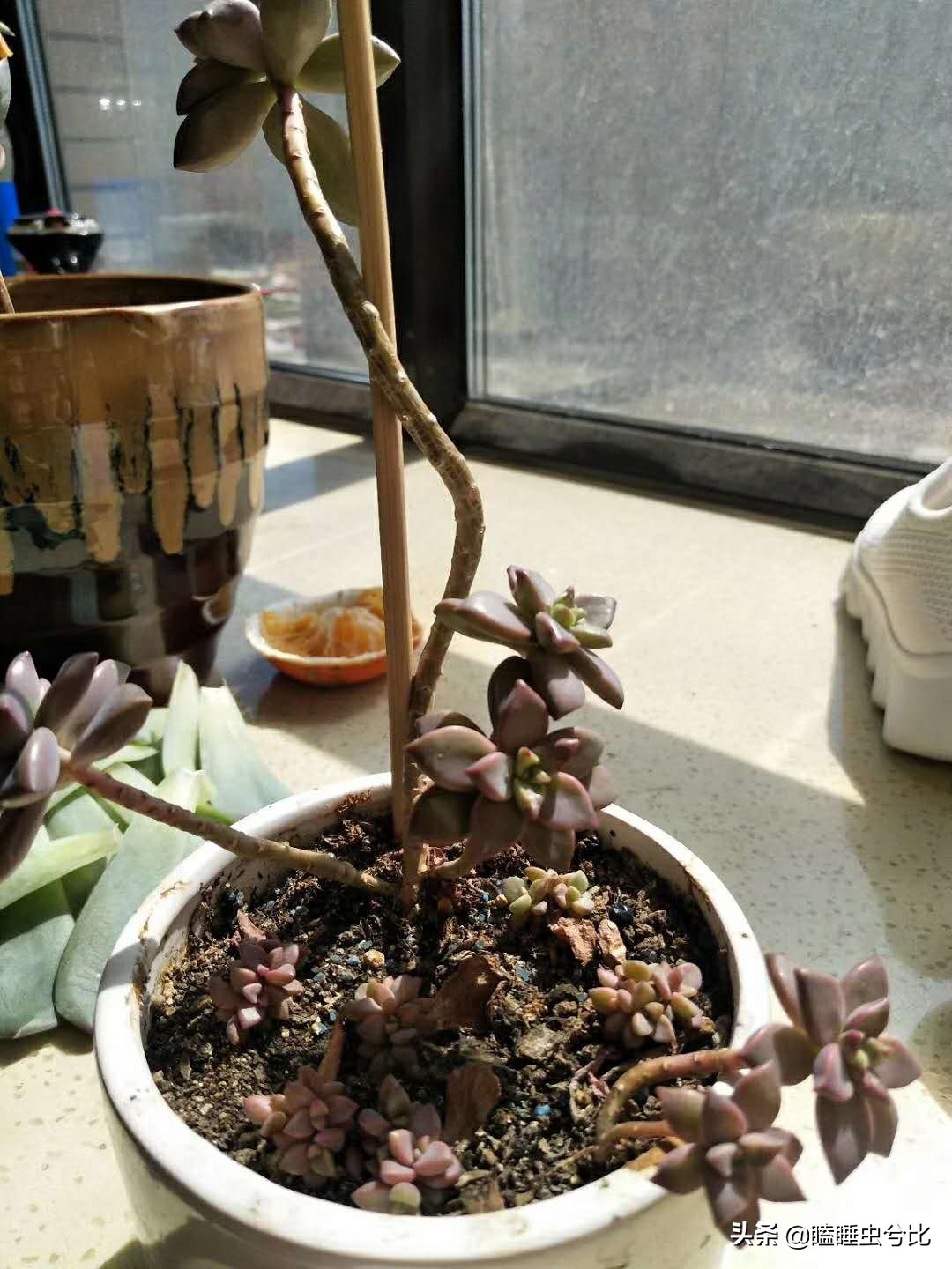 多肉长得又瘦又高怎么办,多肉长得又高又瘦怎么办